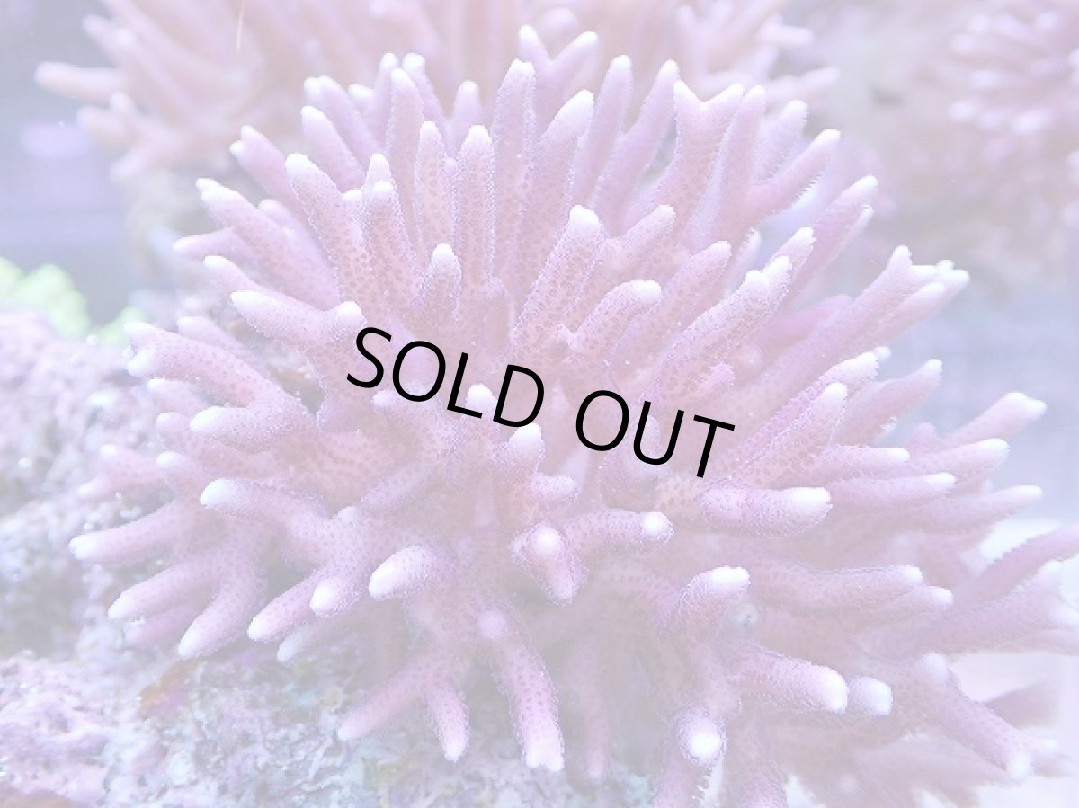 画像2: No.11 フィジー産 フトトゲサンゴ　ピンク (2)