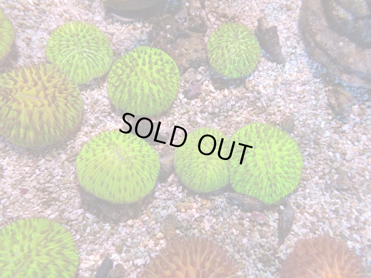 画像2: No.2 オーストラリア産 クサビライシ グリーン １個体 (2)