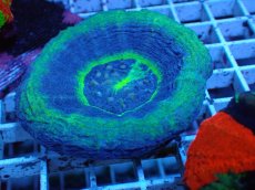 画像1: No.42 オーストラリア産 スコリミア UFO (1)