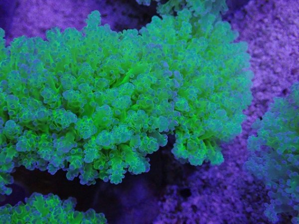 ナガレハナサンゴ　(Gold と Neon toxic green) セット LPS - ナガレハナサンゴ・タコアシサンゴ – FISH UP