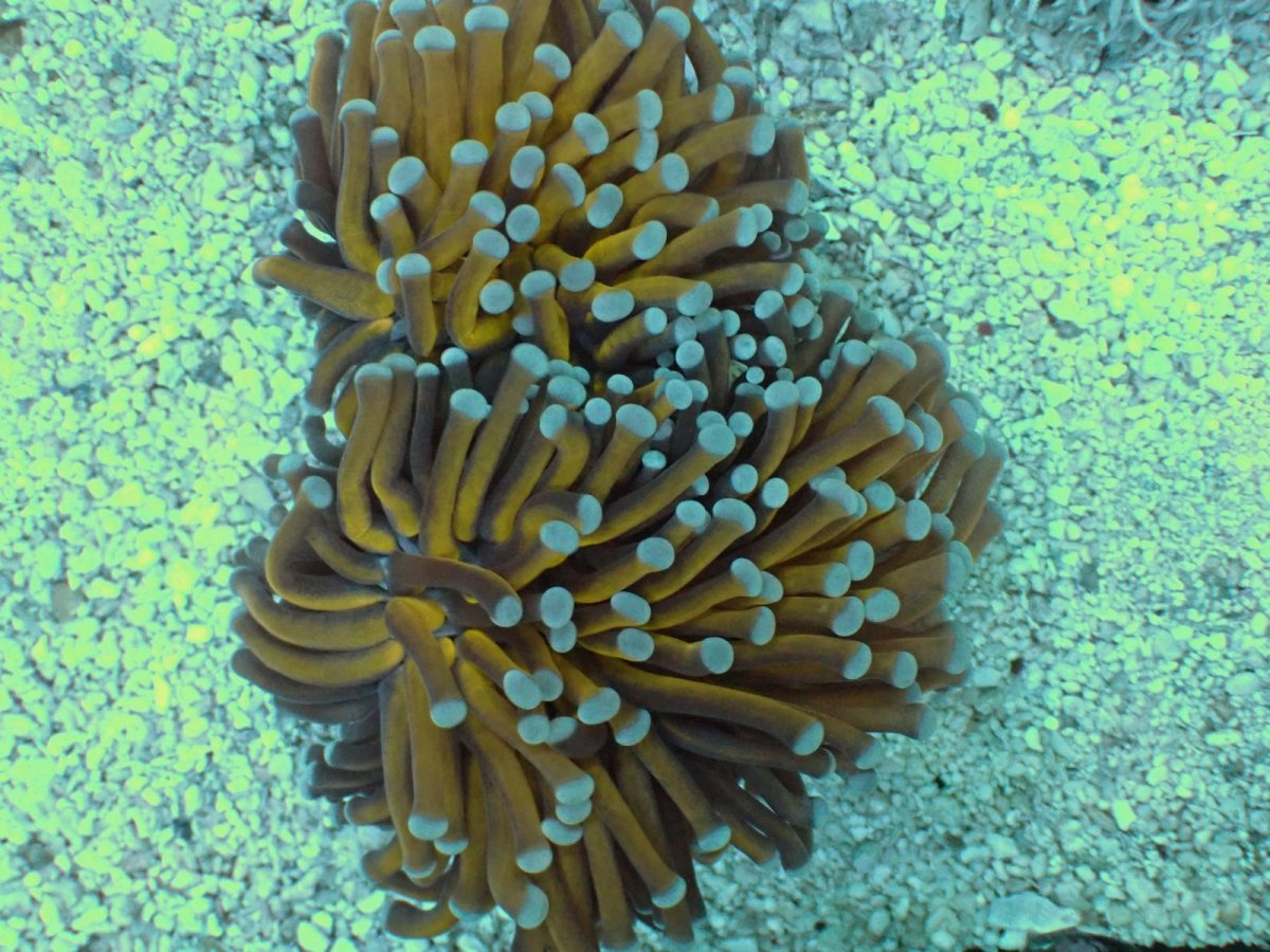 画像1: No.2 オーストラリア産 ゴールドトーチ ２４K (1)