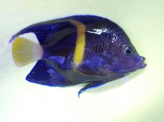画像1: No.29 マクロススエンゼル 11cm前後 (1)