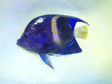 画像2: No.29 マクロススエンゼル 11cm前後 (2)
