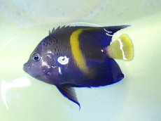 画像1: No.42 マクロススエンゼル 8.5cm前後 (1)