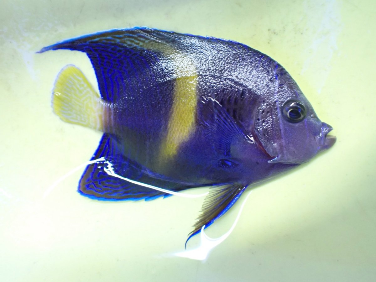 画像1: No.32 マクロススエンゼル 10cm前後 (1)