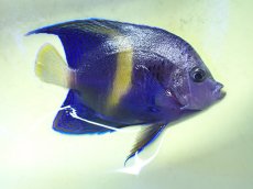 画像1: No.32 マクロススエンゼル 10cm前後 (1)