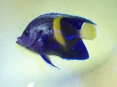 画像2: No.32 マクロススエンゼル 10cm前後 (2)