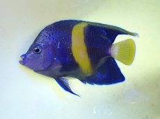 画像1: No.26 マクロススエンゼル 11cm前後 (1)
