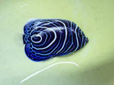 画像1: No.6 ウズマキ 7.5cm前後 一匹 (1)