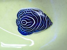 画像1: No.7 ウズマキ 6.5cm前後 (1)