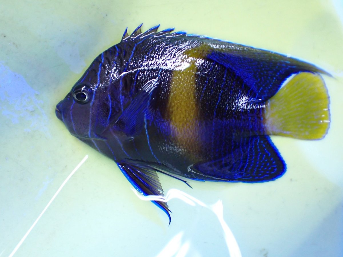 画像1: No.12 マクロススエンゼル 10cm前後 (1)