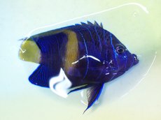 画像2: No.12 マクロススエンゼル 10cm前後 (2)