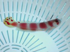 画像1: No.15 オーロラゴビー (1)