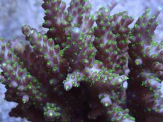 画像2: No.50 浅場ミドリイシ (2)