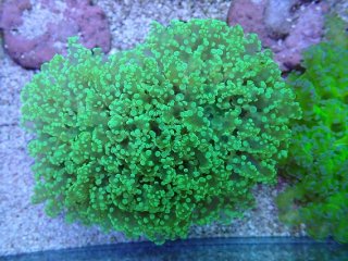 熱帯魚海水魚サンゴ　タコアシブランチ ウチウラタコアシサンゴ スーパーイエロー【03026】 | 海水魚
