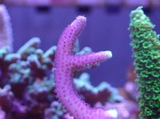 画像2: No.5 トンガ産　トゲサンゴ　グリーンチップ (2)