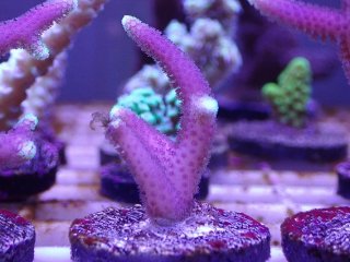 ナガレハナサンゴ　メタリックグリーン No.34 ナガレハナサンゴ メタリックグリーンを買うならアクア