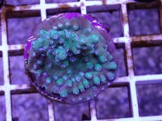 画像1: No.4 CE Acro Stink face (1)