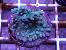 画像2: No.4 CE Acro Stink face (2)