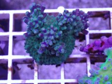 画像1: No.8 CE Acro Grape Vine Tort (1)