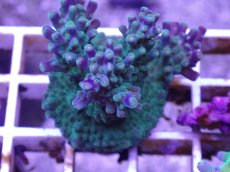画像2: No.8 CE Acro Grape Vine Tort (2)