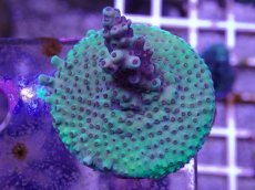 画像1: No.9 CE Acro Purple Polyp Thing (1)
