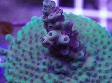 画像2: No.9 CE Acro Purple Polyp Thing (2)