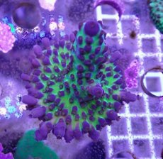 画像1: No.11 CE Acro Ice Tort (1)
