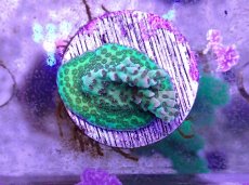 画像1: No.12 CE Acro Hyacinth PinknBloo (1)