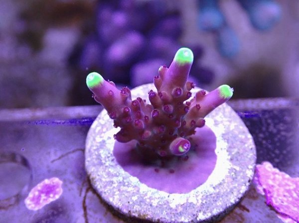 No.14 CE Acro Fox Flame 【珍しい、レアな個体♪】を買うなら