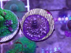 画像1: No.16 CE Acro Fireworks Purple (1)