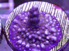 画像2: No.16 CE Acro Fireworks Purple (2)