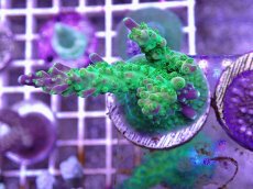 画像1: No.17 CE RR Rainbow Loom　　【珍しい、レアな個体♪】 (1)