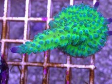 画像1: No.19 CE Acro Tortuosa Grape Vine (1)