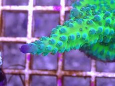 画像2: No.19 CE Acro Tortuosa Grape Vine (2)