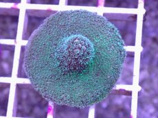 画像1: No.20 CE Acro Mille Purple (1)