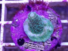 画像1: No.22 CE Acro Mille Green (1)