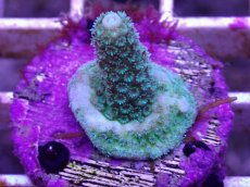 画像2: No.22 CE Acro Mille Green (2)