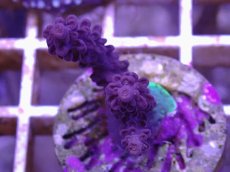 画像1: No.29 CE Acro Grandma's Chin (1)