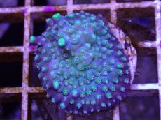 画像1: No.30 CE Acro Pearl Ghost (1)