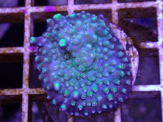 No.1 オオバナサンゴ マルチカラーを買うならアクアスタイルユー