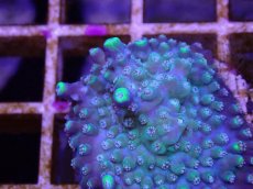 画像2: No.30 CE Acro Pearl Ghost (2)