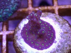 画像1: No.32 CE　Acro Nana Purple (1)