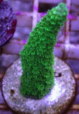 画像1: No.33 CE　Acro Aspera Green (1)