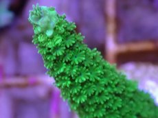 画像2: No.33 CE　Acro Aspera Green (2)