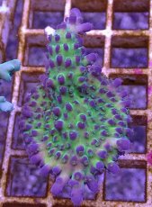画像1: No.34 CE Acro Ice Tortuosa (1)