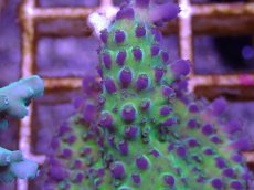 画像2: No.34 CE Acro Ice Tortuosa (2)