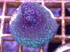 画像1: No.35 CE Acro Hyacinth Pink Tip (1)