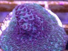 画像2: No.35 CE Acro Hyacinth Pink Tip (2)