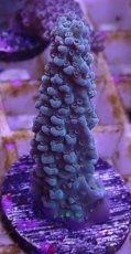 画像1: No.80 UCA産 ヤスリミドリイシ (1)